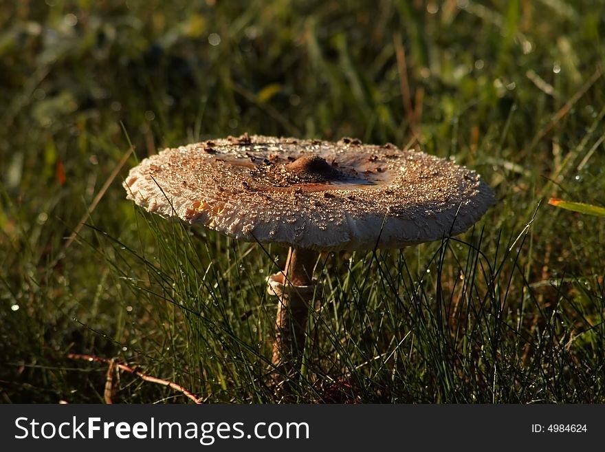 Mushroom in a meadow with dew