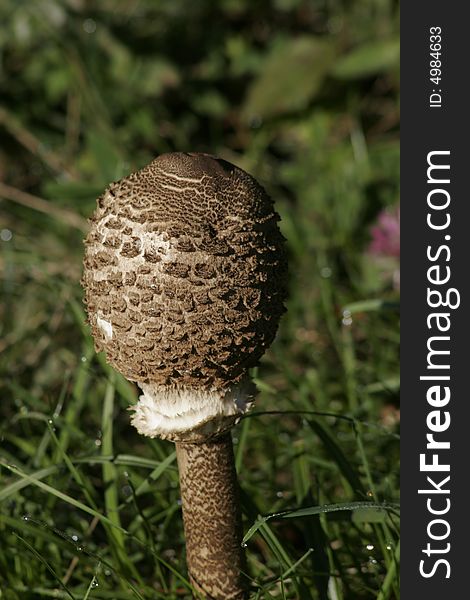 Mushroom in a meadow in the grass