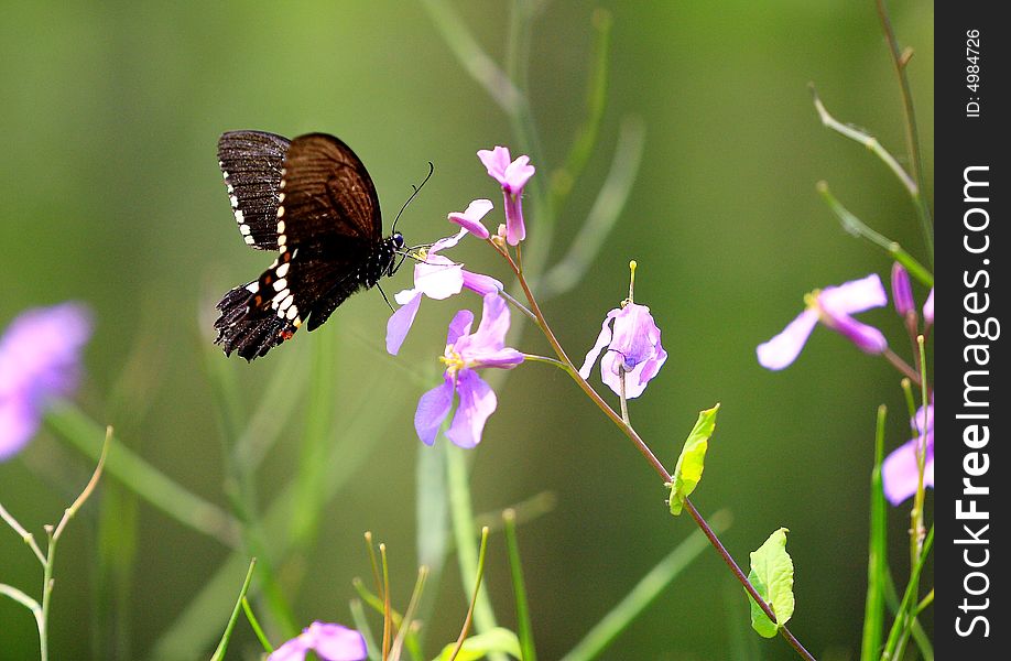 Butterfly perched on a flower.
