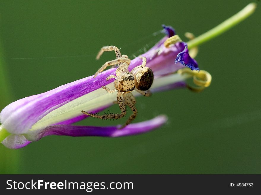Small spider sitting on a flower. Small spider sitting on a flower