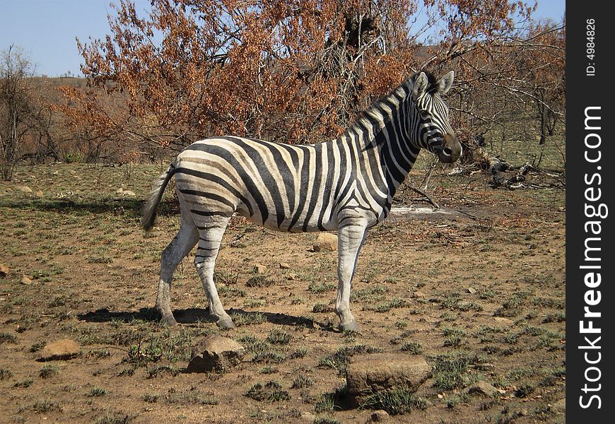 This zebra was just waiting for me to take a photo of it in its natural beauty