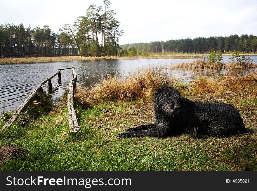 An image of black dog at lake