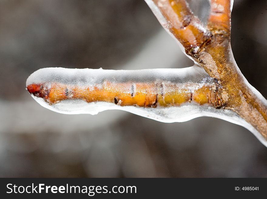Brown Branch Covered With Ice