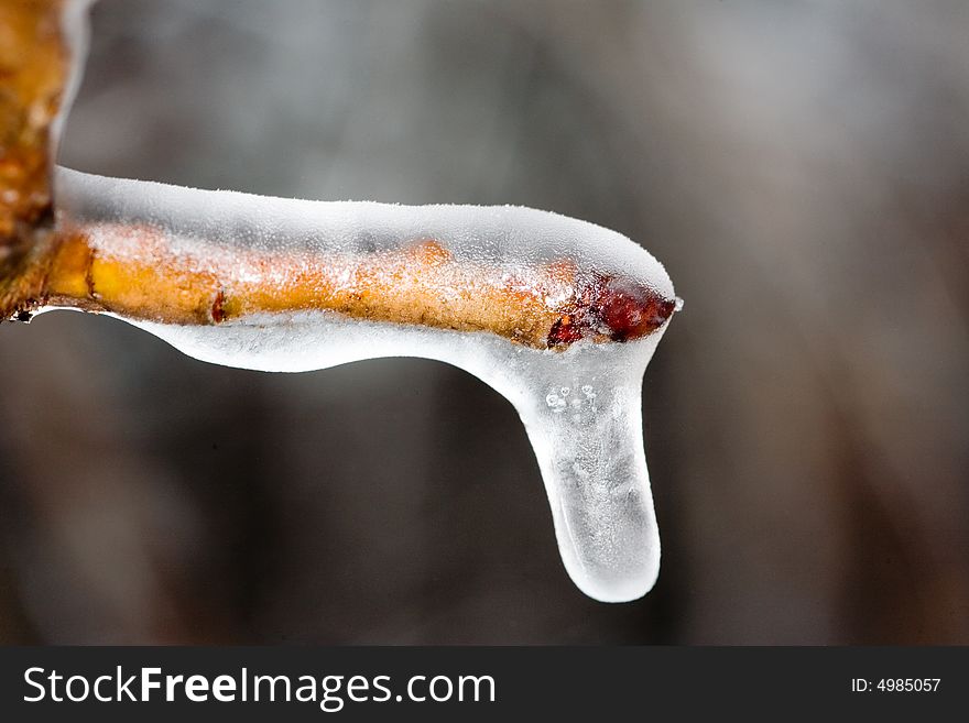 Brown branch covered with ice, close-up