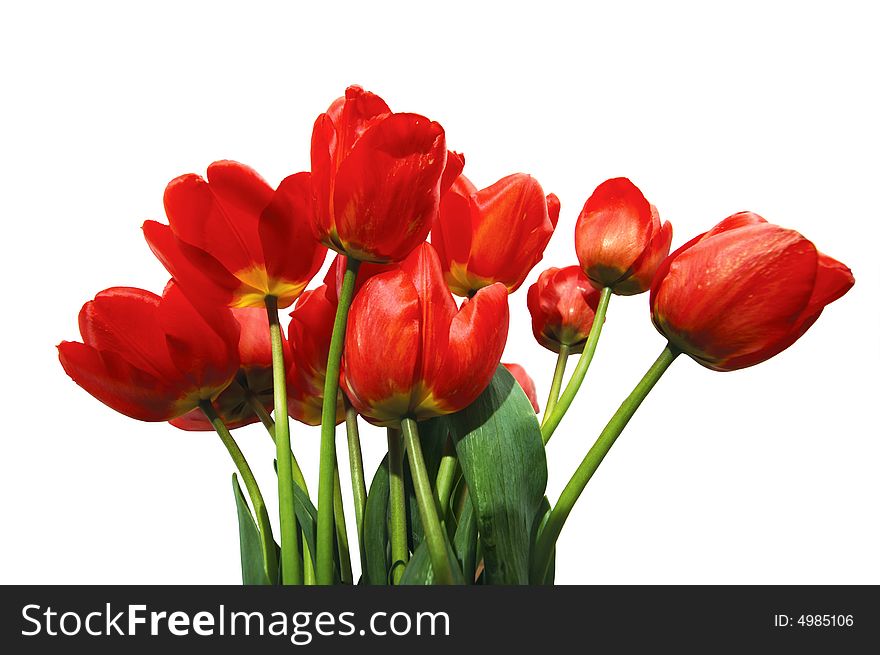 An image of nice tulips isolated on white