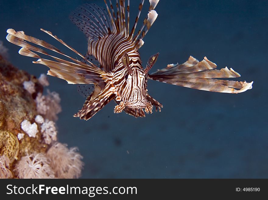 Common lionfish (pterois miles) taken in ras ghozlani