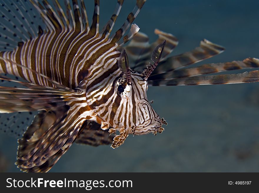 Common lionfish (pterois miles)