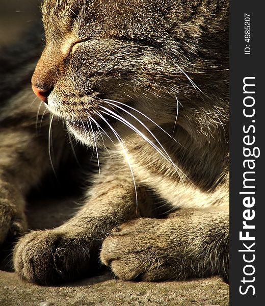 Face and legs of a tabby cat