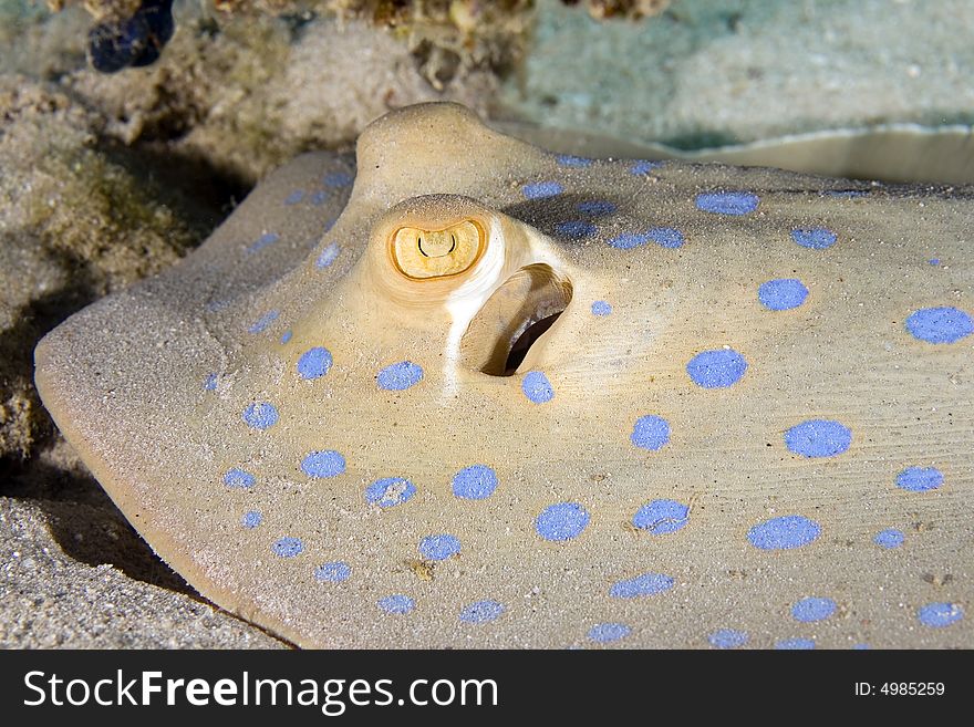 Bluespotted Stingray (taeniura Lymma)