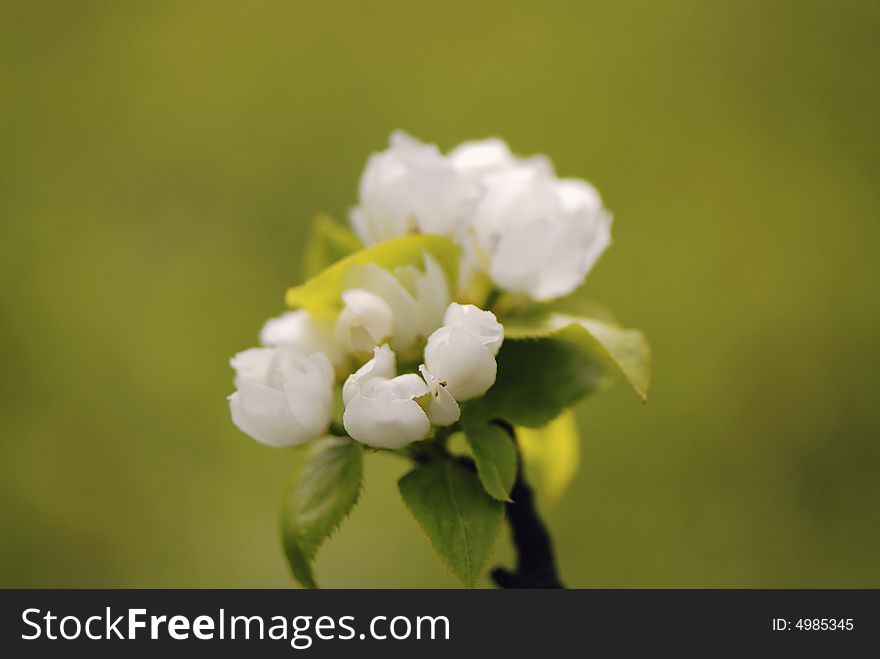 Flowers pear of white color - on  green background,  close up