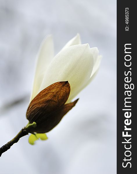 Flower of magnolia on dim background