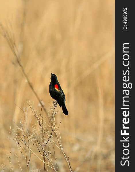 Singing red-winged blackbird; Homestead National Monument of America, Beatrice, Nebraska