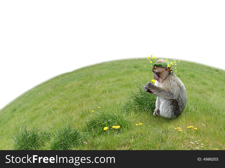Monkey with a dandelion on a grass. isolated. Monkey with a dandelion on a grass. isolated