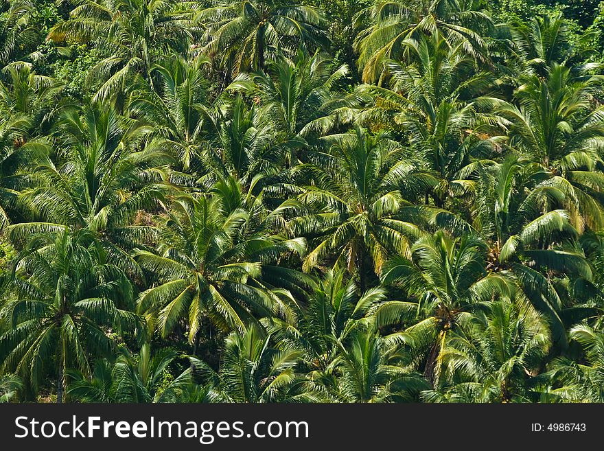 Texture of palm trees full on view