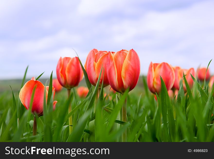 Beautiful tulips growing in the field