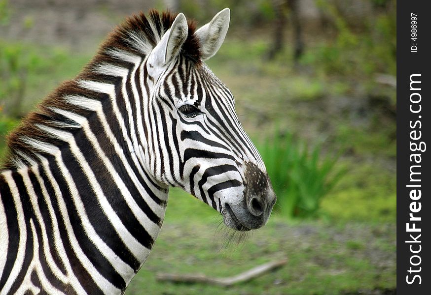 Photographed Zebra at wildlife preserve in Florida.