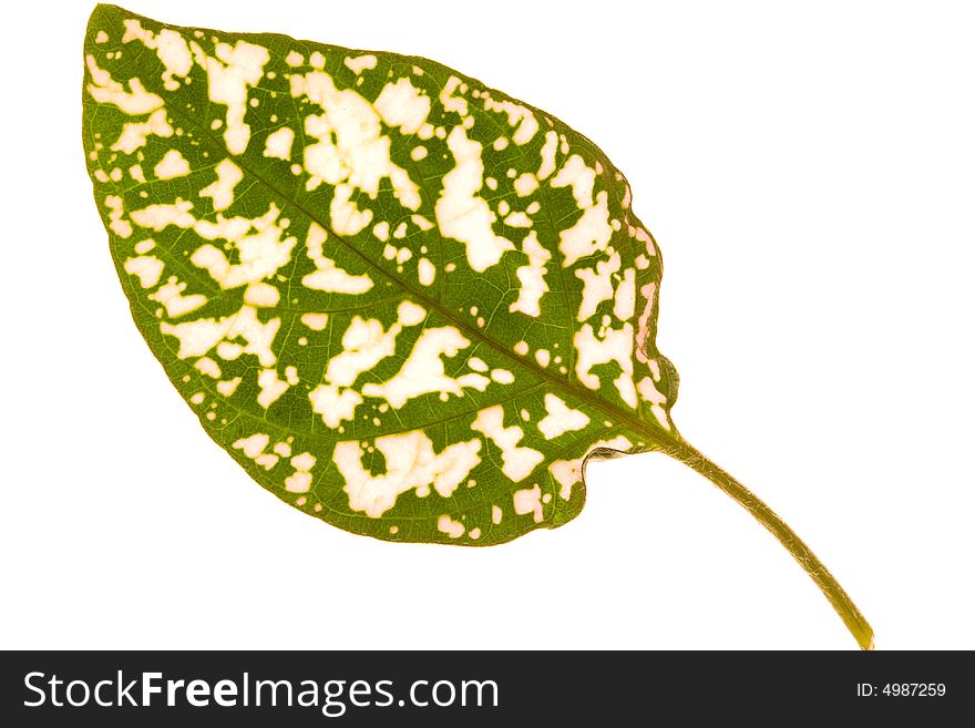 Close-up of  green-white leaf. Abstract background. Close-up of  green-white leaf. Abstract background.