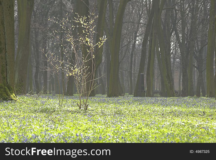 Sunny spring day in the forest.