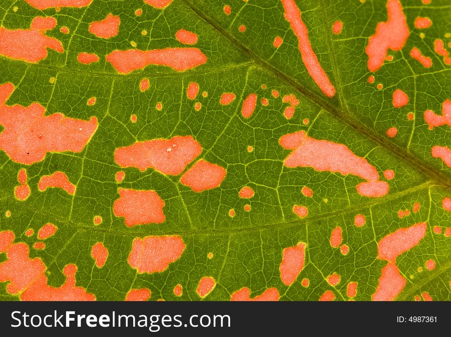 Close-up of  green-red leaf. Abstract background. Close-up of  green-red leaf. Abstract background.