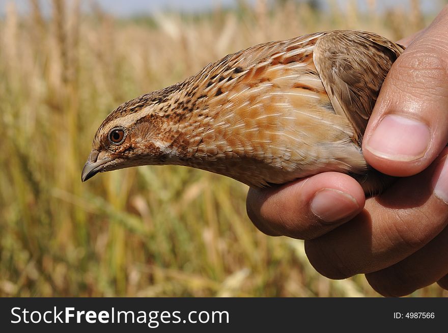 Bird in hand