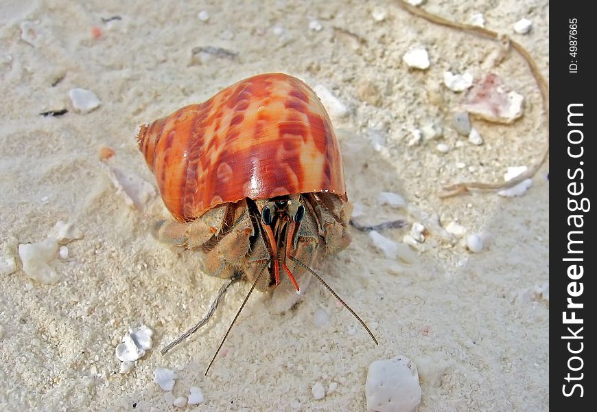 A maldivian pagurian in a red/orange shell while walking on the beach. A maldivian pagurian in a red/orange shell while walking on the beach