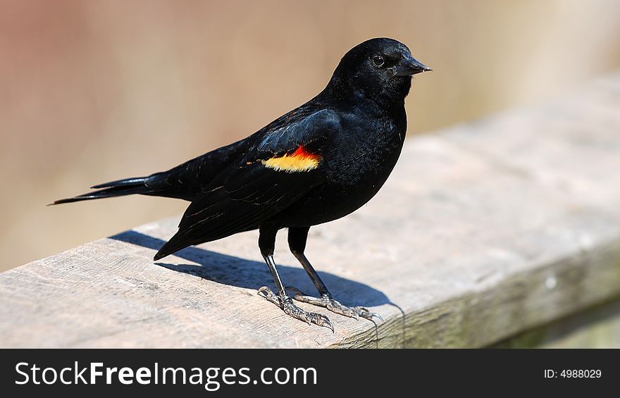 Red-winged Blackbird sitting on a railing. Taken near Burlington, Ontario, Canada.