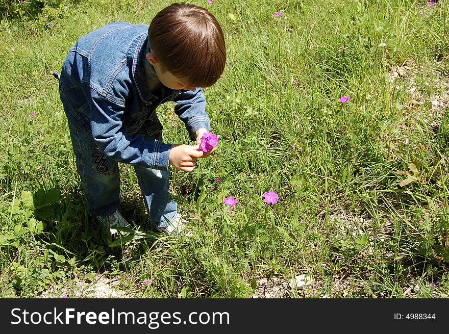 Boy collecting bouquet of pink flowerses. Boy collecting bouquet of pink flowerses