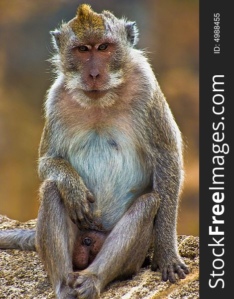 Funny monkey staring at camera, bali, indonesia