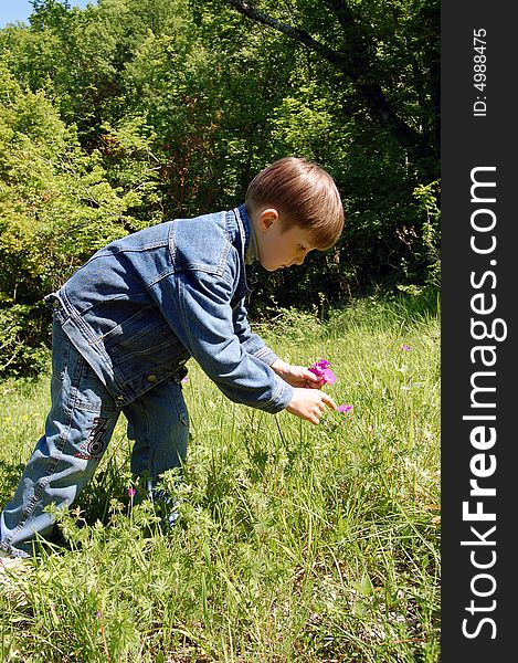 Boy collecting bouquet of pink flowerses. Boy collecting bouquet of pink flowerses