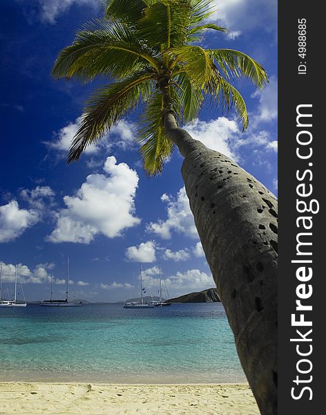 Palm tree, Tropical, Ocean View, Blue skies. Palm tree, Tropical, Ocean View, Blue skies