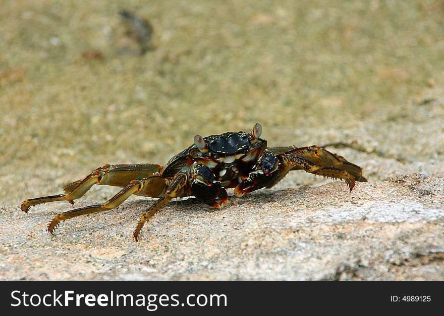 A crab taken on Laguna Island in the Maldives. A crab taken on Laguna Island in the Maldives.