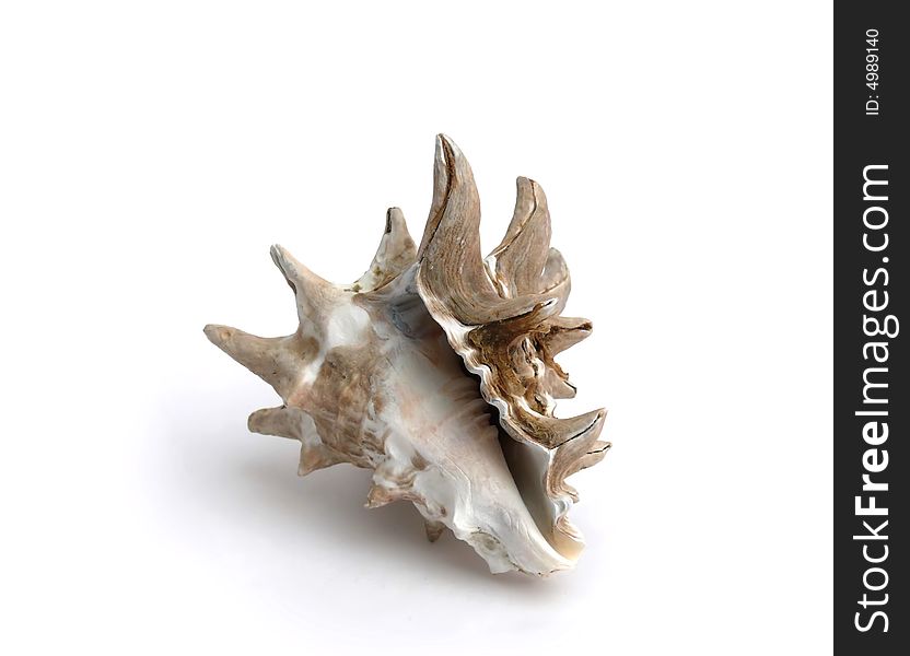 Marine shell from red sea isolated over white. Marine shell from red sea isolated over white