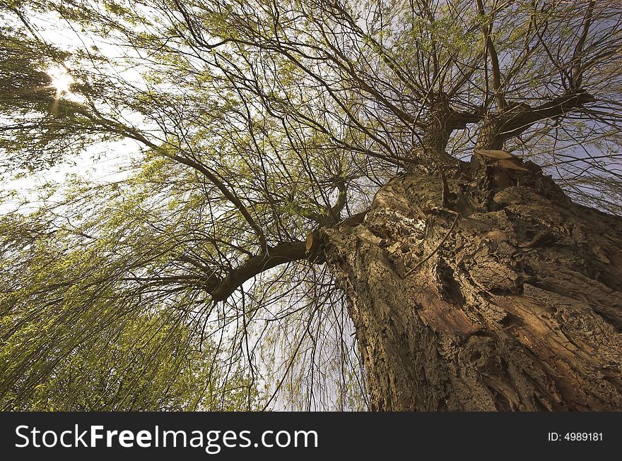 Willow tree shot from beneath, showing one side of the trunk