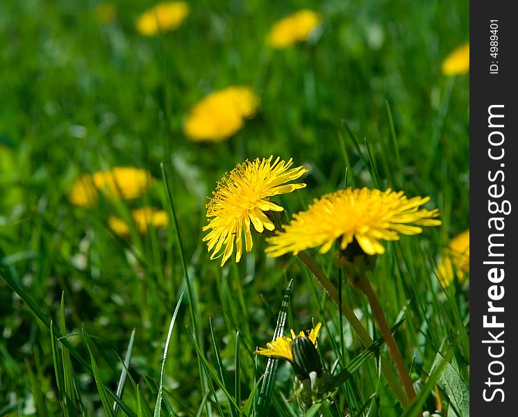 Yellow Dandelions In Grass