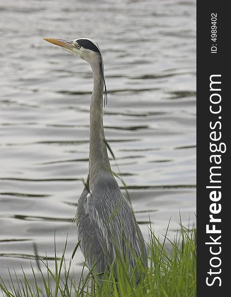 Grey heron standing at the edge of a river