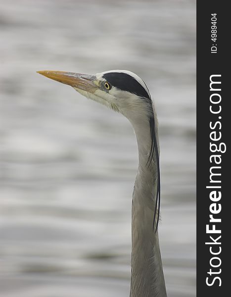 Grey heron standing at the edge of a river