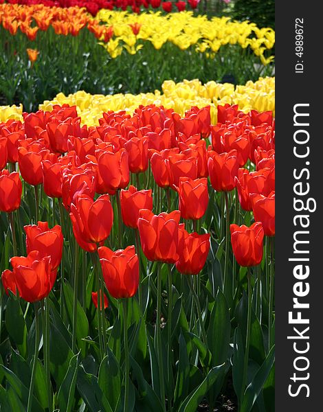 Red and yellow tulips growing in flower bed. Red and yellow tulips growing in flower bed