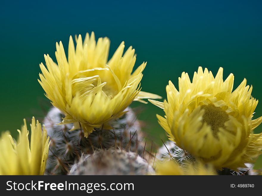 Cactus with yellow flowers isolated with a green background