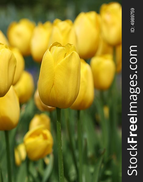 Yellow tulips growing in flower bed, focus on single tulip.