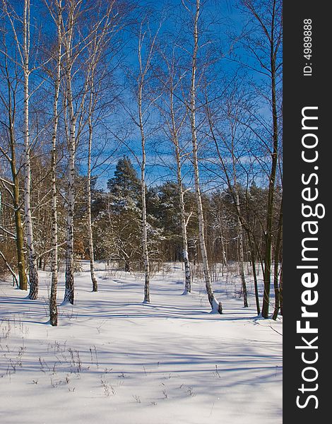 Nature series: winter landscape with new birch