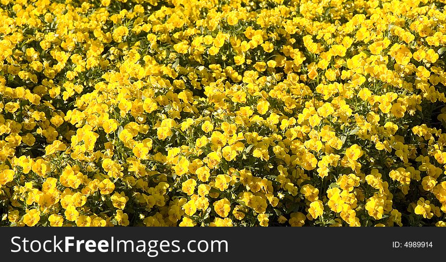 A large garden planted with a field of yellow pansies