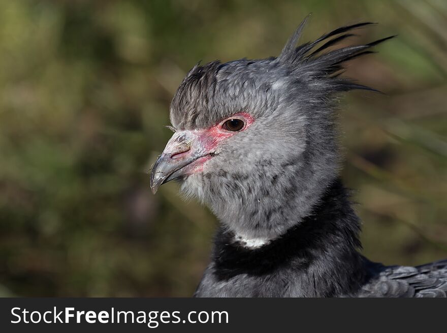 Crested Screamer