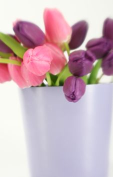 Purple And Pink Tulips Stock Photo