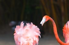 Flamingo Royalty Free Stock Photography