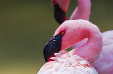 Flamingo Royalty Free Stock Image