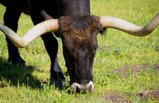 Longhorn Royalty Free Stock Photos Longhorn Royalty Free Stock Photos
