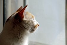 Cat In The Window. Royalty Free Stock Images