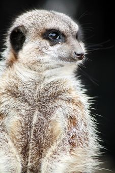 Inquisitive Meerkat Stock Photo Inquisitive Meerkat Stock Photo