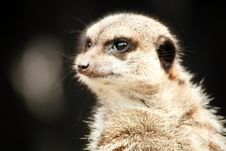 Inquisitive Meerkat Stock Photo Inquisitive Meerkat Stock Photo