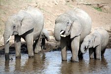 Elephant Family Drinking Royalty Free Stock Image